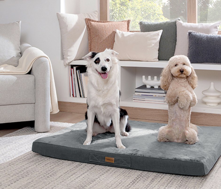 Thor Kedi & Köpek Yatağı